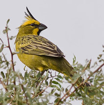 Cardenal Amarillo