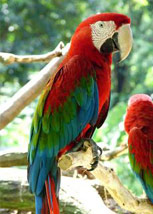 Guacamayo Rojo